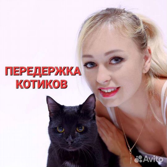 Передержка котиков