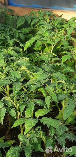Рассада помидор огурцов перцев