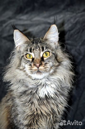 Мейн-кун девочка