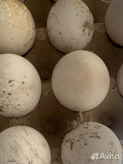 Яйцо гусиное и индюшки