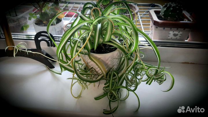 Хлорофитум кудрявый вариегатный