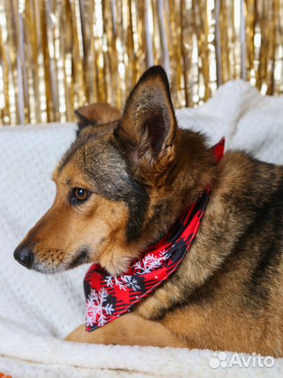 Ася ищет семью