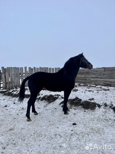 Жеребец рысак