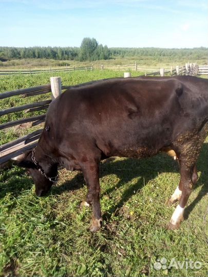Корова первотелка