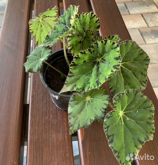 Бегония Бауэра или Тигровая