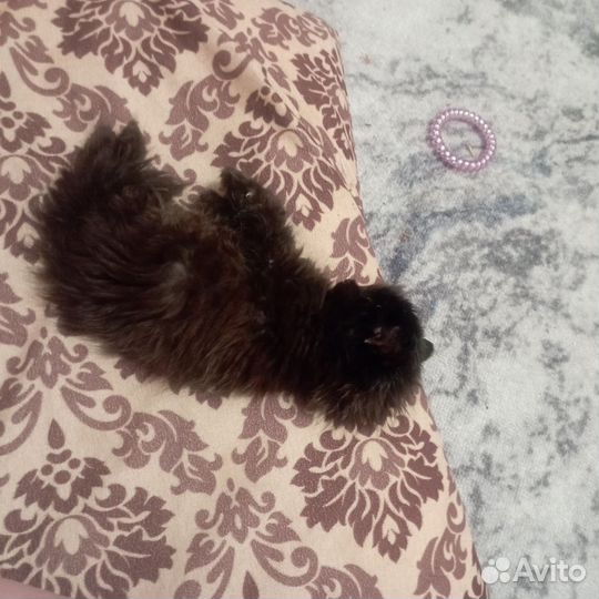 Отдам в добрые руки