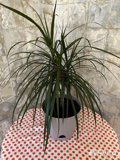 Пальма драцена