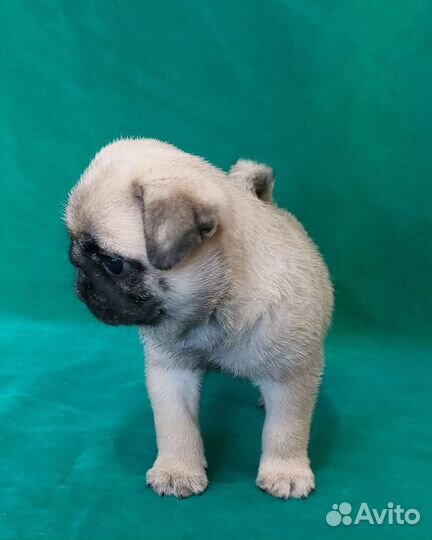 Мопсы, д.р. 21.06.2023г (бронирование)