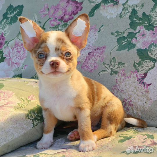 Щенки чихуахуа