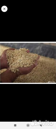 Пшеница, ячмень, овëс