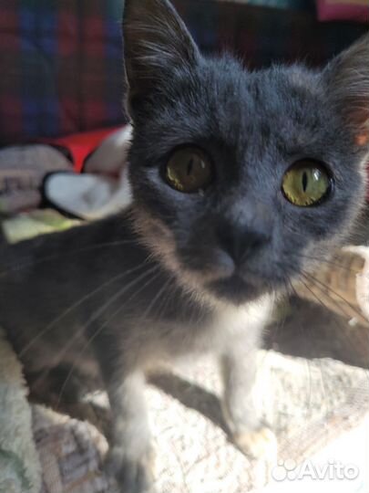 Котенок 2 месяца девочка