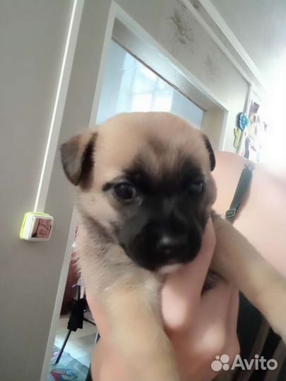 Щенок Джек Рассел терьер