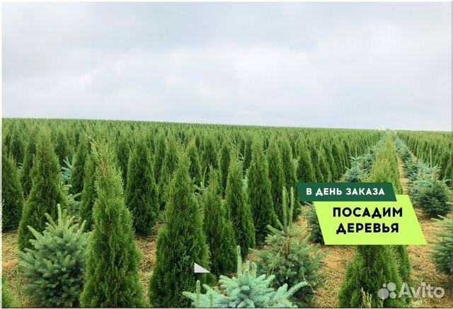 Экстра качество Смарагд