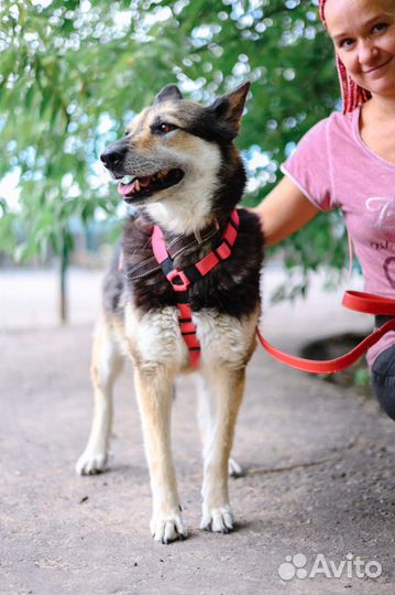 Подарите собаке шанс