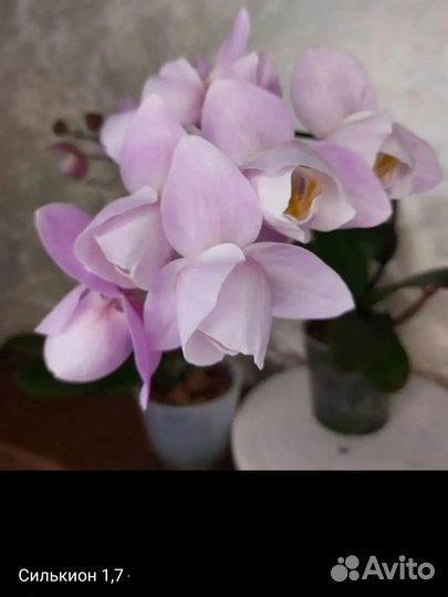 Орхидея Phal. Силькион