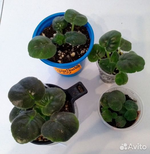 Фиалка нк-Лило-Лила