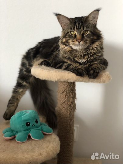 Кот на вязку