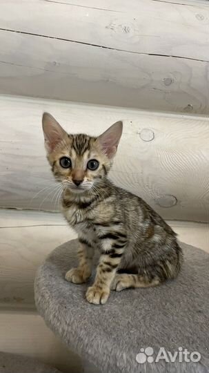 Бенгальские котята