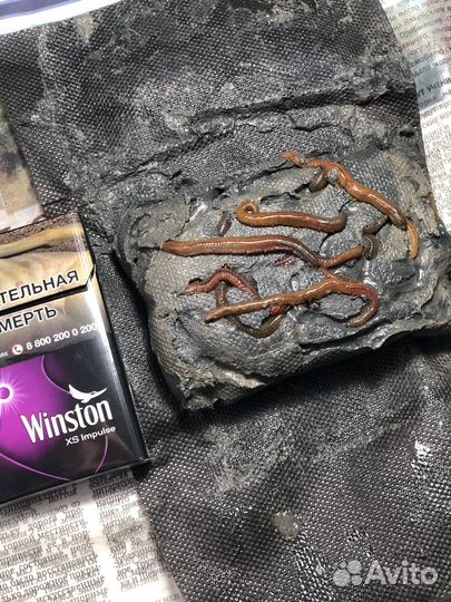 Лиманный червь. Нереис