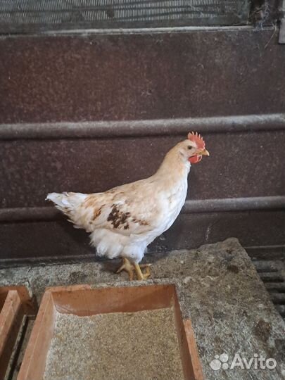 Петух,ломан браун