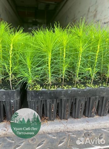 Сеянцы зкс Сосна окс Ель Лиственница Горная