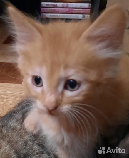 Кошка и котик