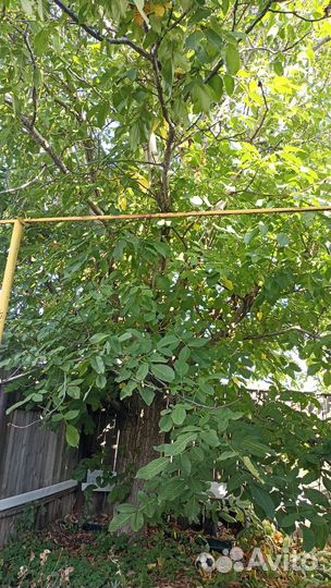 Саженцы грецкого ореха