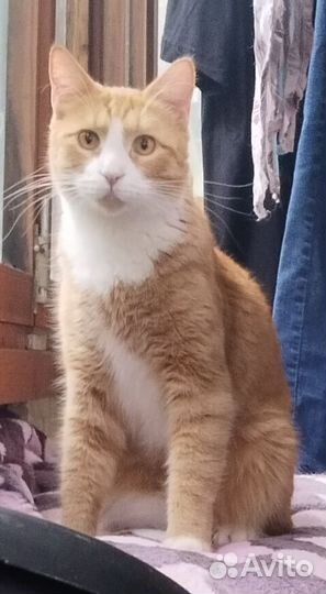 Рыжий добряк