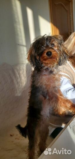 Собака йоркширский терьер девочка