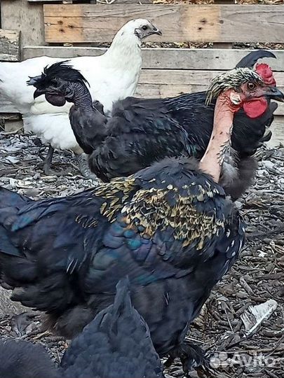 Петухи голошеи