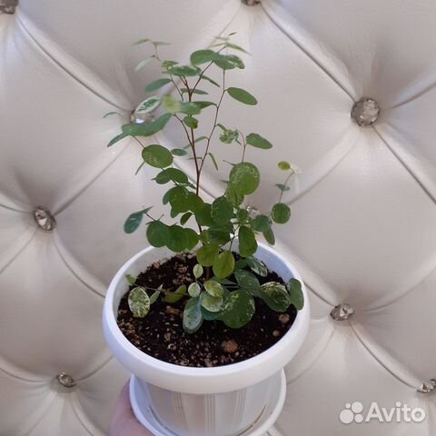 Брейния снежная