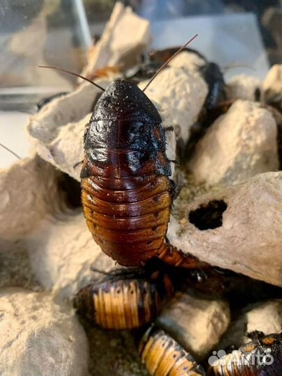 Кормовые насекомые