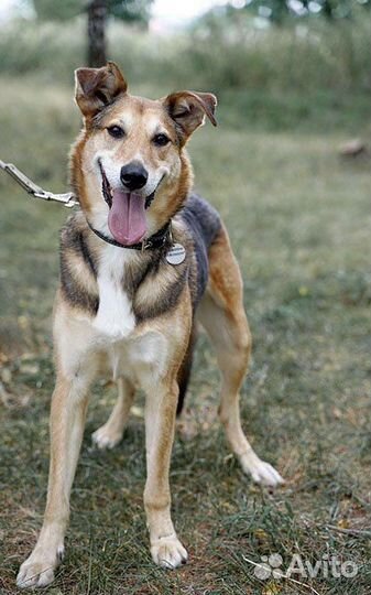 Патрик ждет своего хозяина