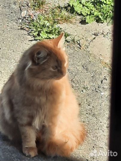 Кошка в дар бесплатно