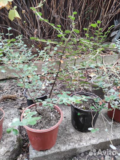 Кизильник декоративный, самшит