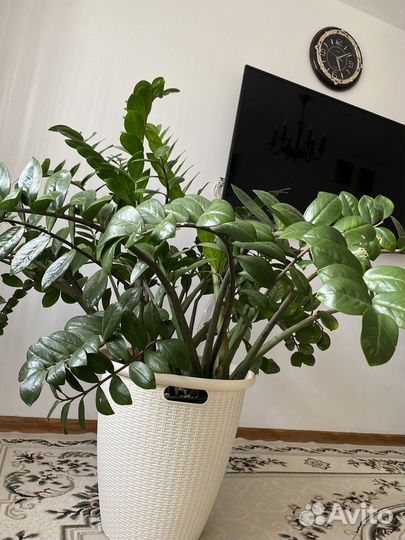 Замиокулькас