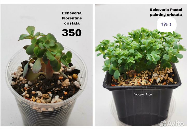 Echeveria кристаты и кустовые