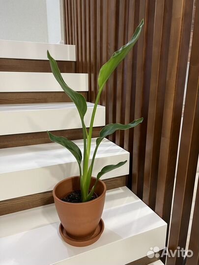 Спатифиллум Фикус Лирата Стрелиция