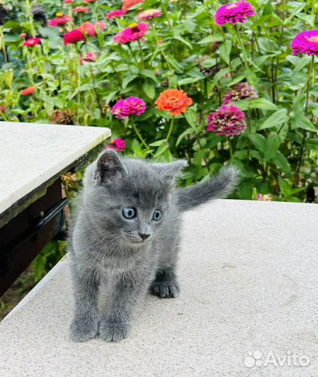 Котенок в добрые руки