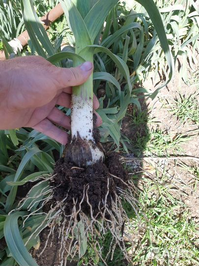 Рассада луко чеснок Рокамболь