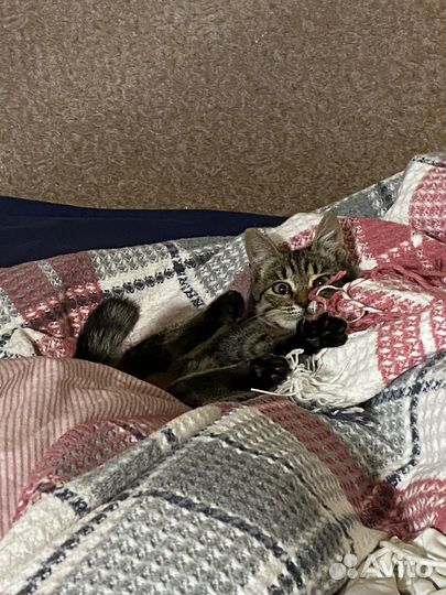 Маленький котёнок ждет семью