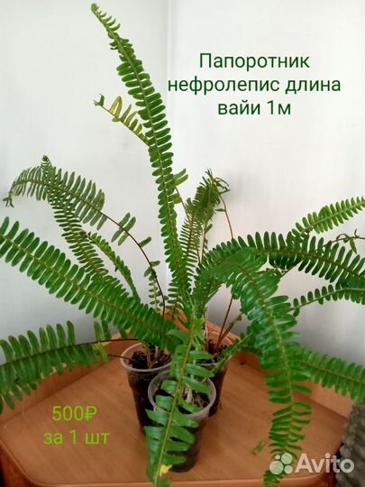 Папоротник - нефролепис