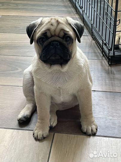 Щенок мопса