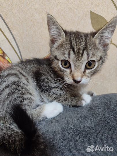 Кошка в дар