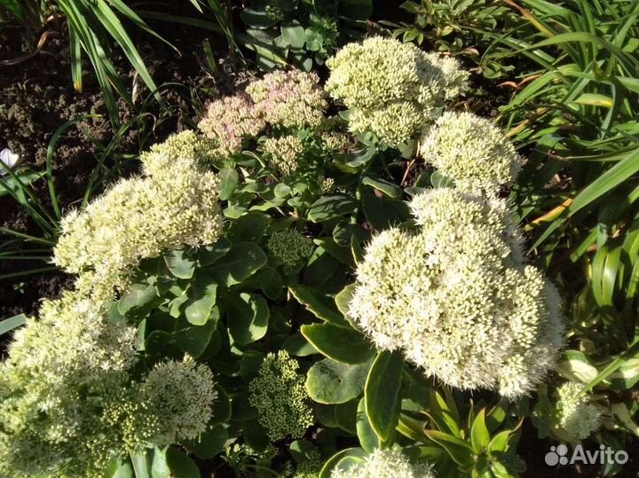 Многолетники