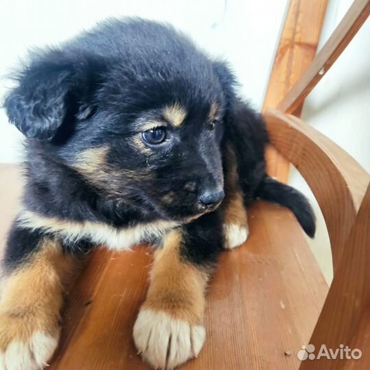 Щеночки кукленыши в добрые руки