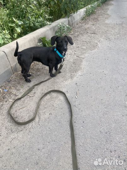 Такса вязка сучка