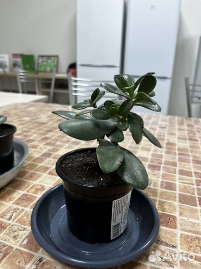 Денежное дерево (толстянка)