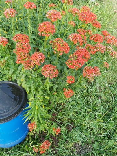 Дача 50 м² на участке 4,5 сот.