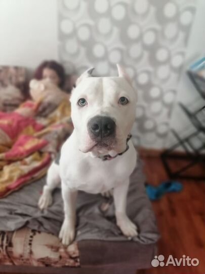 Американский булли xl девочка